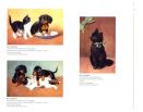Котомания. Почтовые открытки начала XX века из собрания Государственного музея истории Санкт-Петербурга